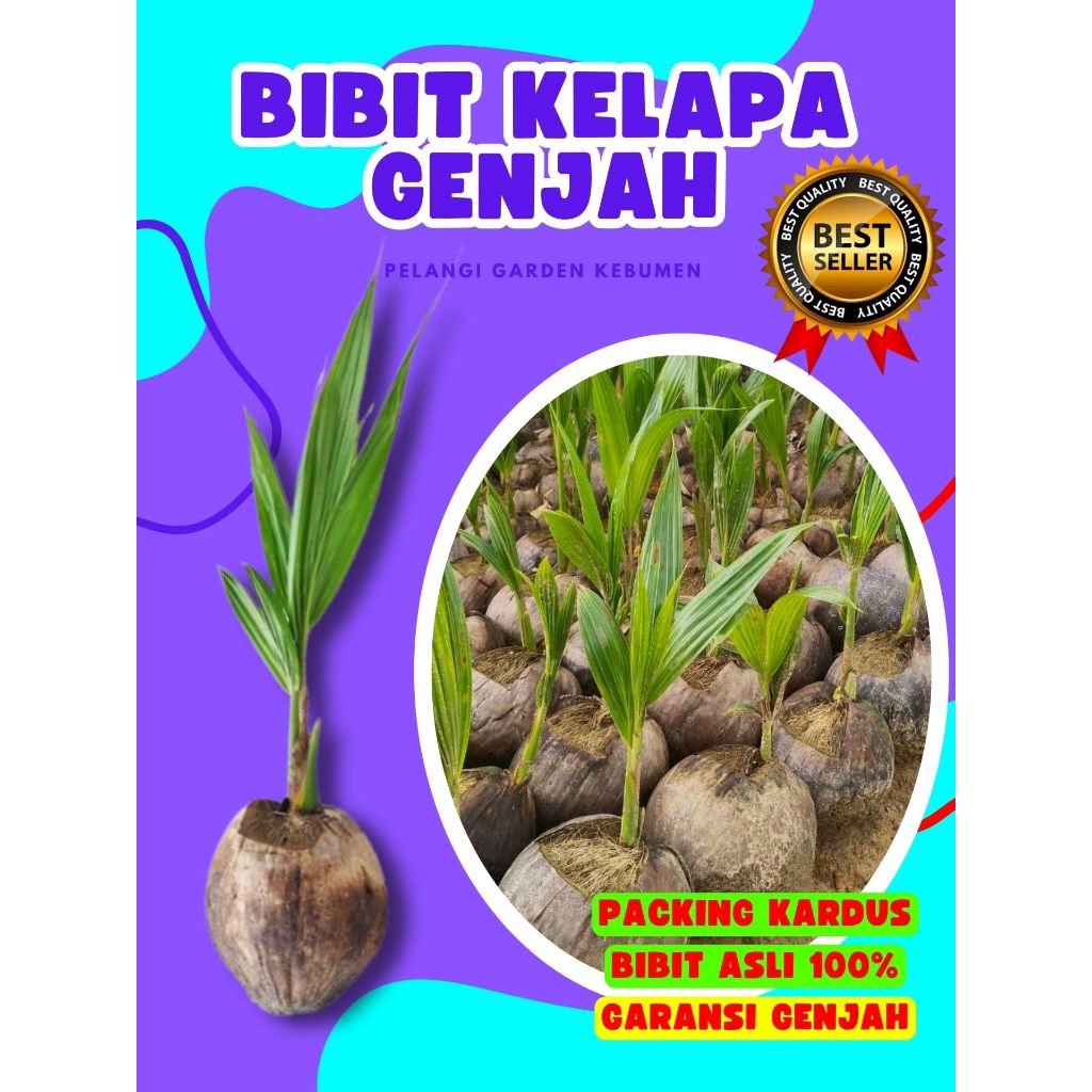 TERLARIS.. Bibit Buah Kelapa Kopyor Besar, Bibit Buah Kelapa Kopyor Bogor, Bibit Buah Kelapa Kopyor 