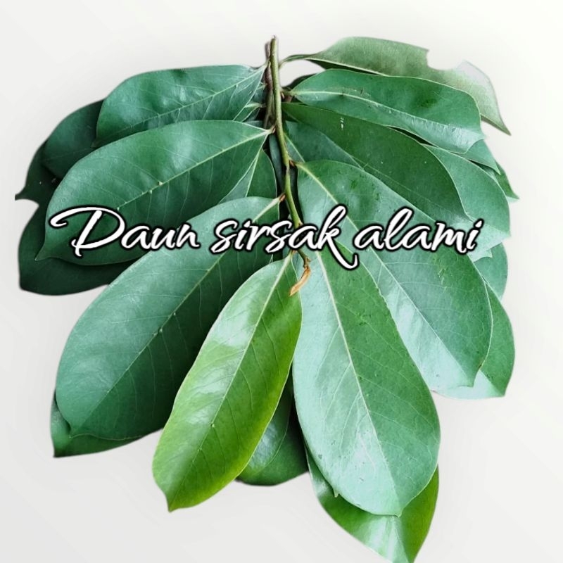 

daun sirsak alami untuk kesegaran badan per 50 lembar