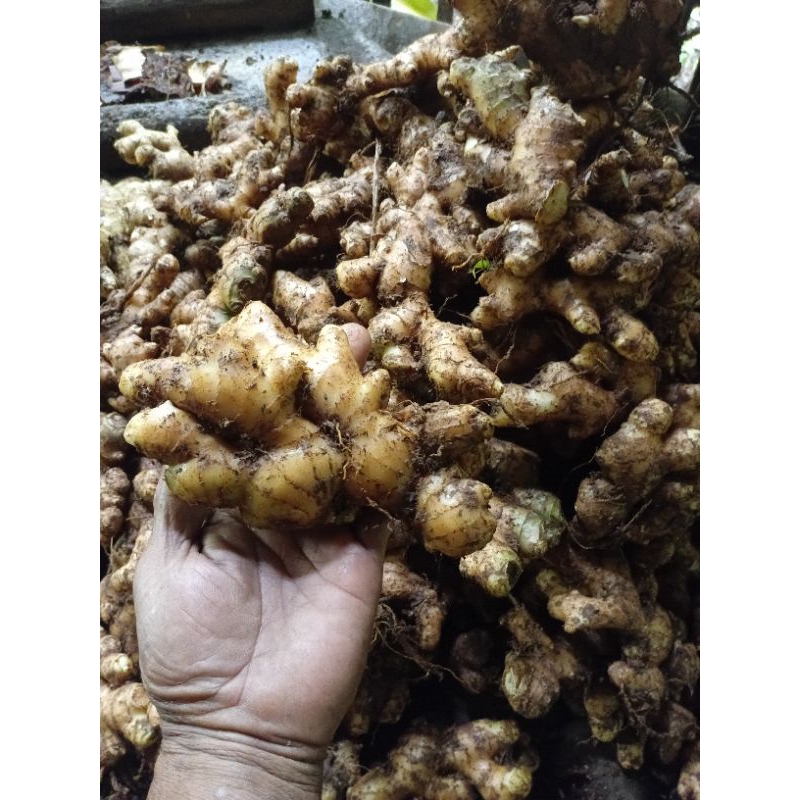 

promo JAHE GAJAH BERAT 250 gram