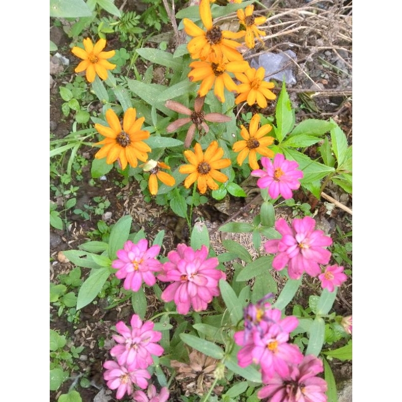 Zinnia mini mix