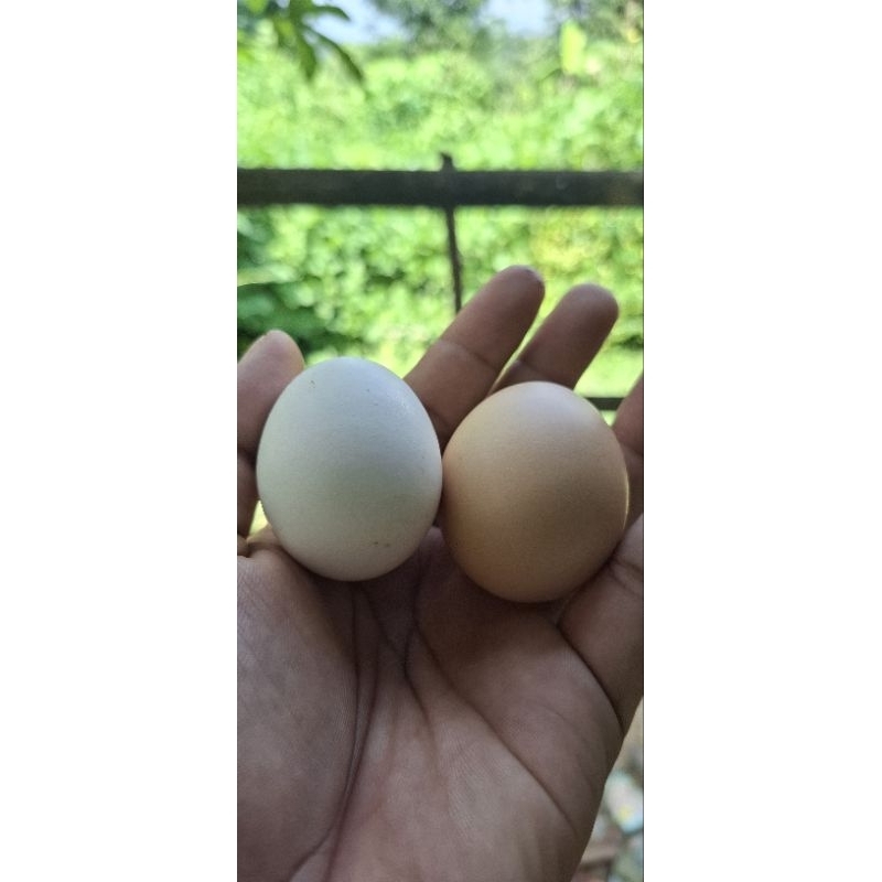

Telur ayam Kampung Fertil / Bisa untuk konsumsi