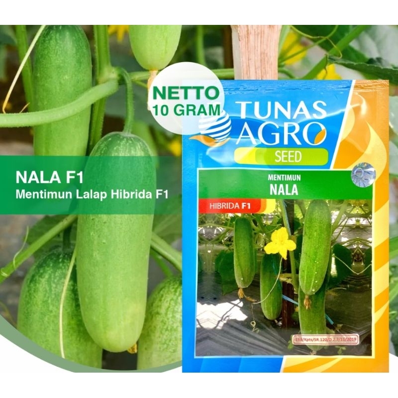 benih timun baby NALA 10 gram - benih timun unggul