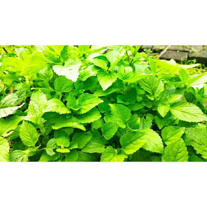 

Babadotan Segar 200 gram/Tanaman Hebal/Tanaman Obat