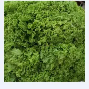 

daun selada keriting 250g