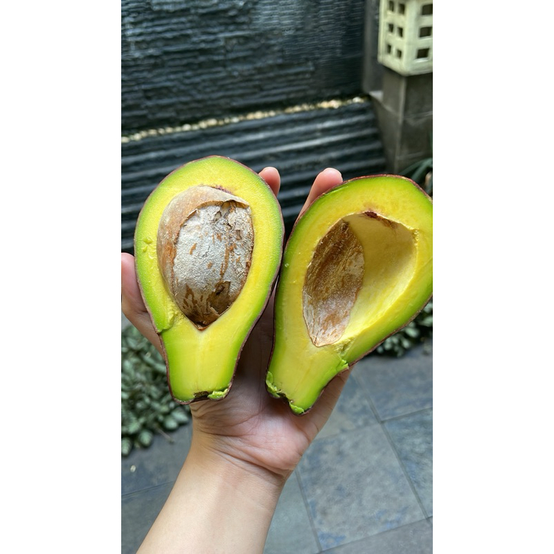 

alpukat mentega premium size kecil legit
