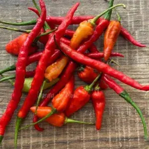 

cabe campur