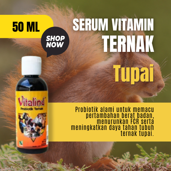 Vitamin hewan tupai itamin tupai cepat besar  vitamin tupai cepat berkembang  vitamin tupai muda  vi