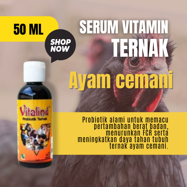Vitamin ternak hewan ayam cemani vitamin ayam aduan biar cepat gemuk  vitamin ayam aduan terbaik  vi
