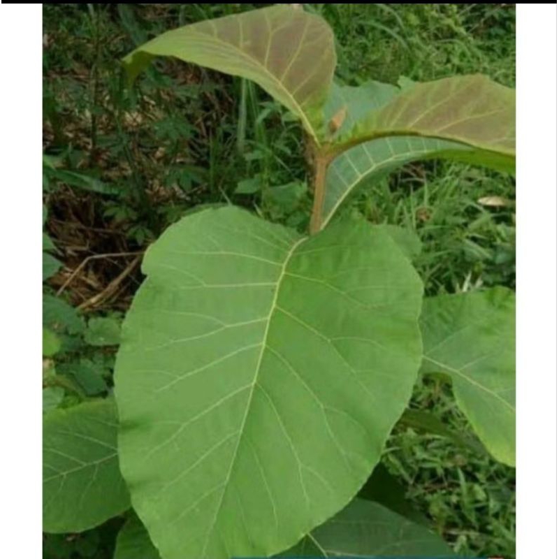 

Daun jati segar per lembar