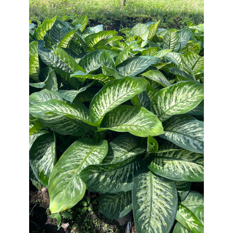 PROMO | Tanaman Hias Sri Rejeki | Aglonema Sri Rejeki | Aglonema Murah