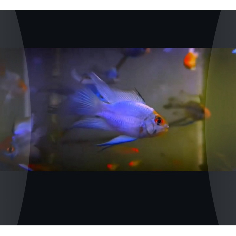 ikan ramirezi blue elektrik