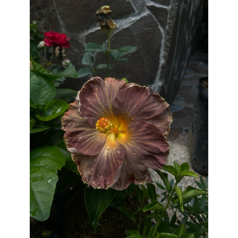bunga sepatu import /Hibiscus