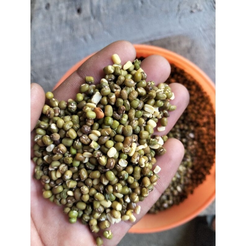 

kacang hijau rijek kacang ijo rijek afkiran sortiran tauge