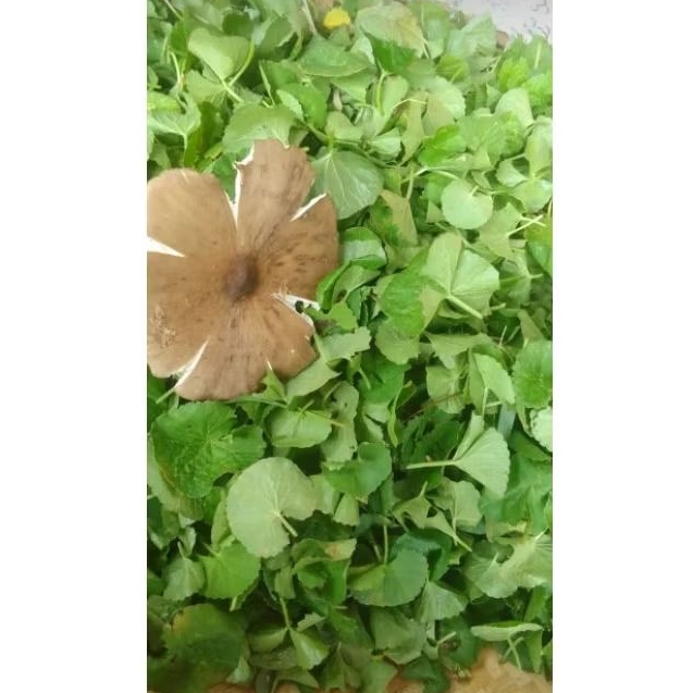 

Daun pegagan segar murni daun tanpa batang 100 gram