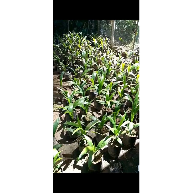 Bibit sawit super unggul siap tanam