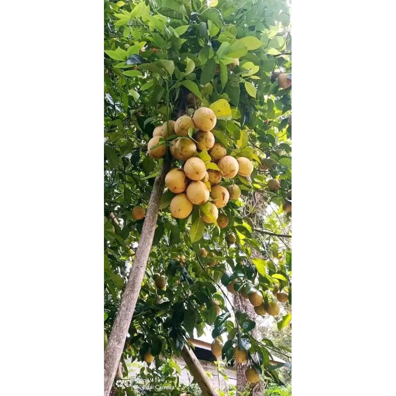 

Buah pala muda
