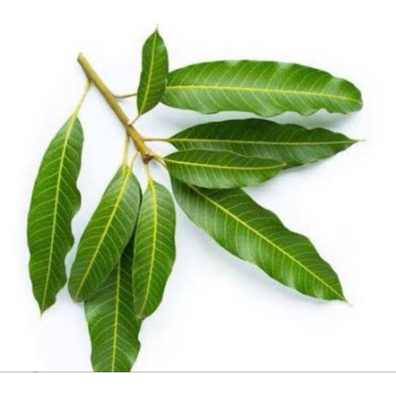 

Daun mangga segar 250 gram petik langsung-az