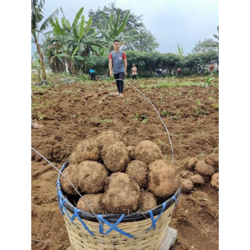 

umbi porang segar 1 kilo
