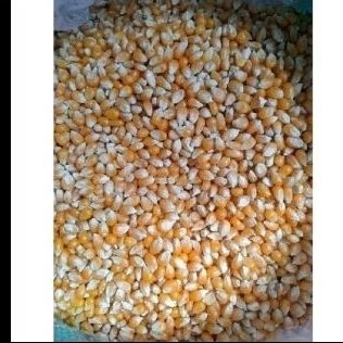 

jagung popcorn