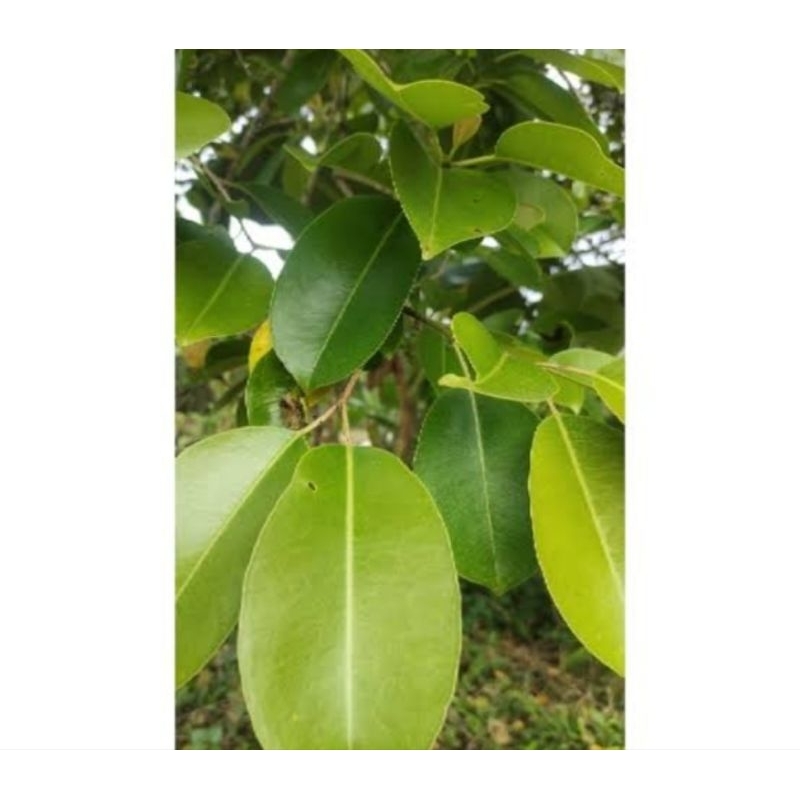 

Daun Juwet/Daun Duwet/Daun Jamblang 50 Lembar Segar dengan Vakum