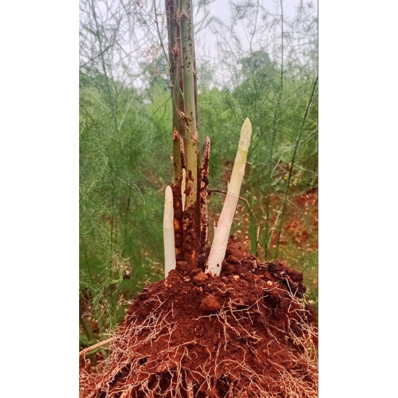 Bibit Bonggol Akar Asparagus