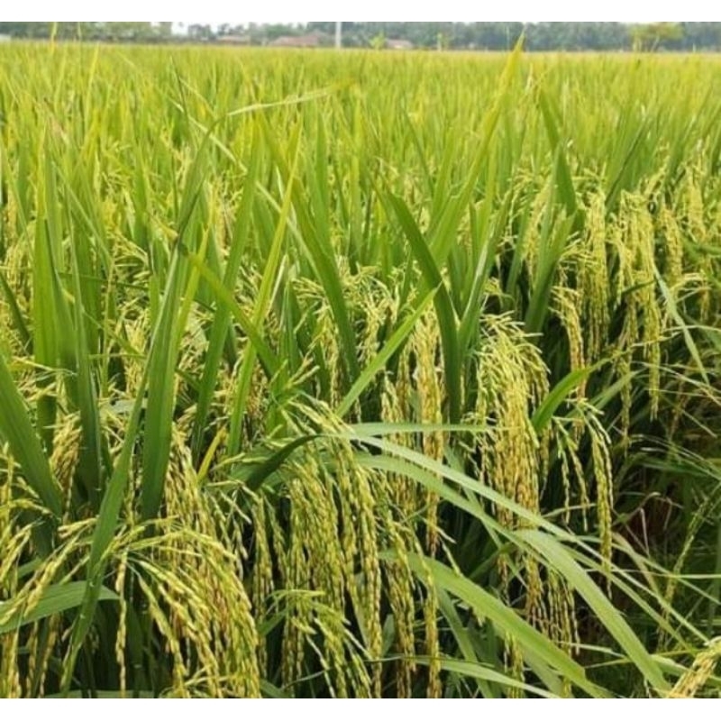 BENIH PADI NGAOS MAWAR 5KG