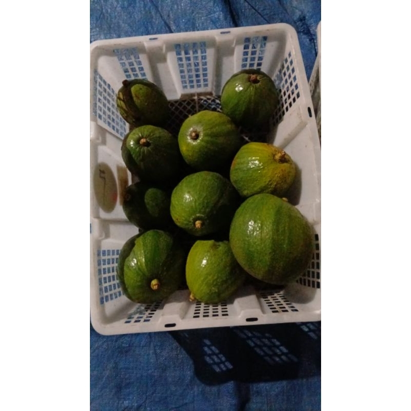 

AVOCADO MARKUS / KENDIL GRADE A+