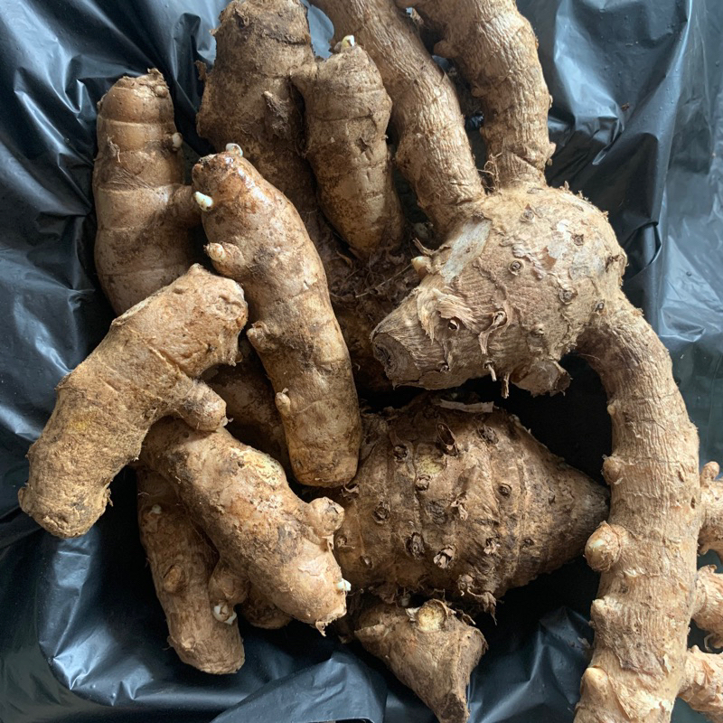 

Temulawak Segar Rempahlu | Rimpang Herbal asli lumajang, untuk Jamu & Kesehatan