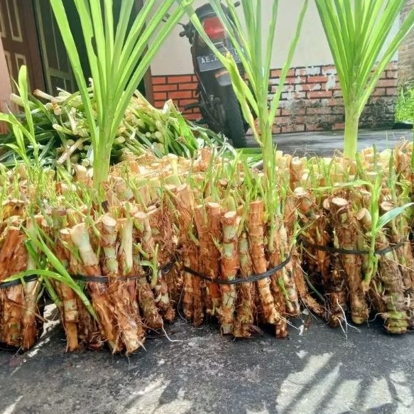 Bibit rumput odot