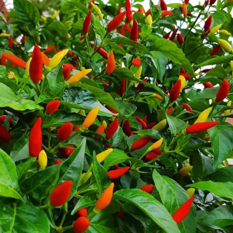 Bibit pohon cabe rawit setan - pohon cabe - cabai rawit setan