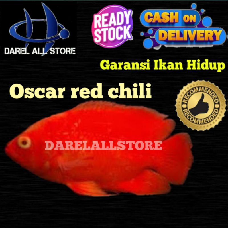 PROMO hebat Oscar red Chili size 7-8cm
