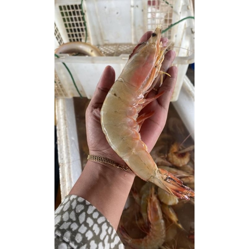 

Udang jerbung segar Udang hasil laut segar 1kg bergaransi