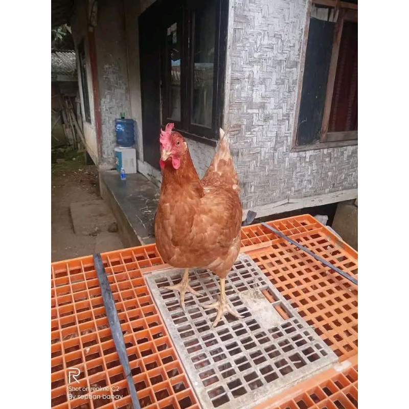 

ayam petelur siap nelur full paksin usia 21minggu