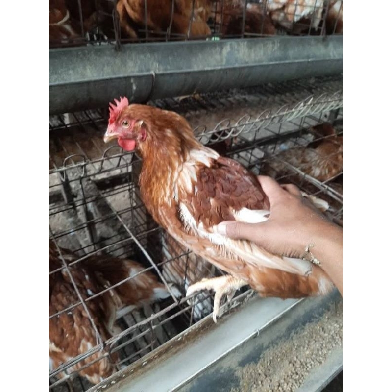 

Usia Siap produksi telor