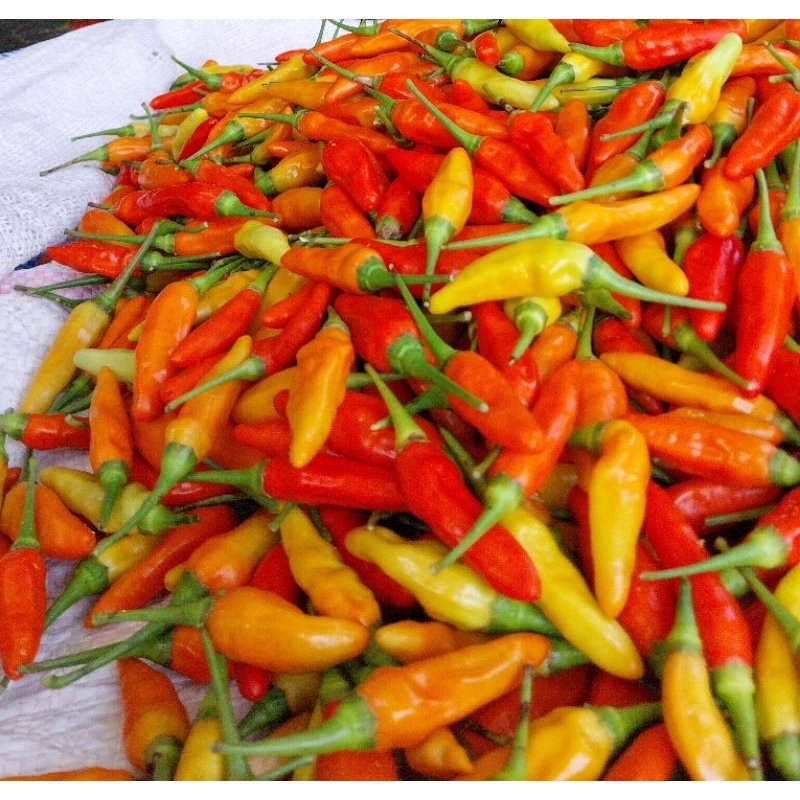 

Cabai Rawit Merah Segar//Cabai Kualitas Terbaik