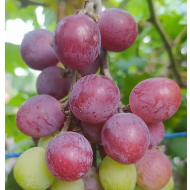 bibit buah anggur merah jumbo jenis everest