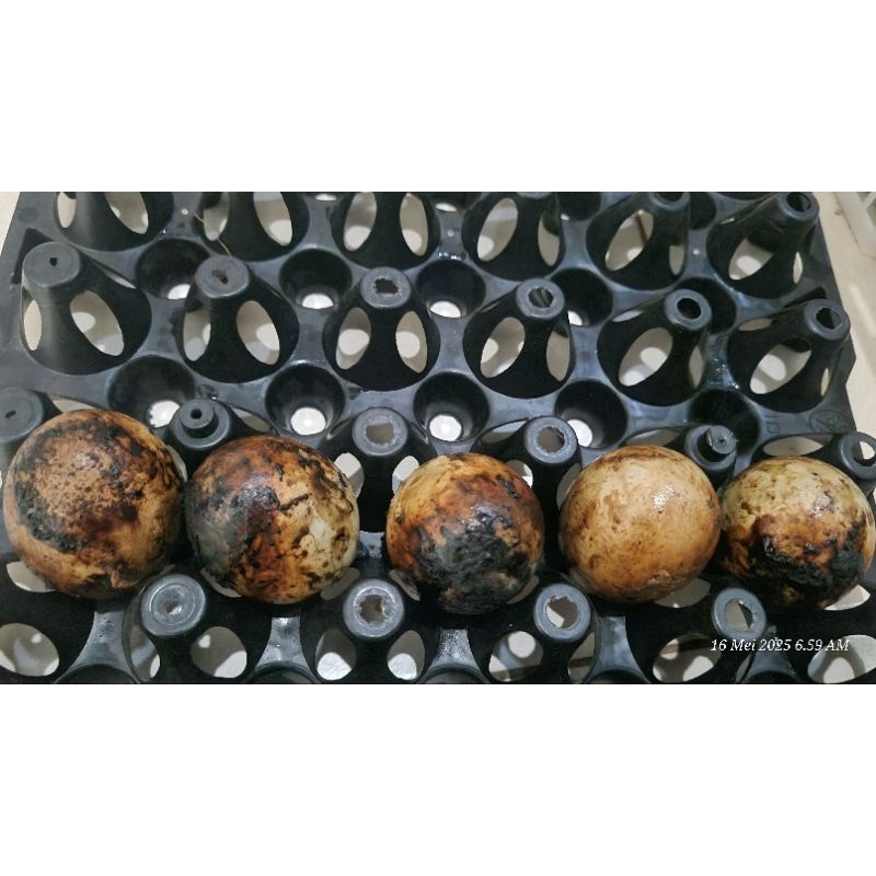 

PROMO ! TELUR ASIN BAKAR Masir Gurih Tanak Bergaransi packing plus kardus