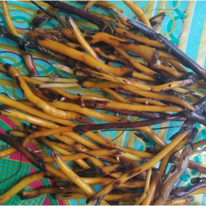 

Akar aren enau obat herbal 500g