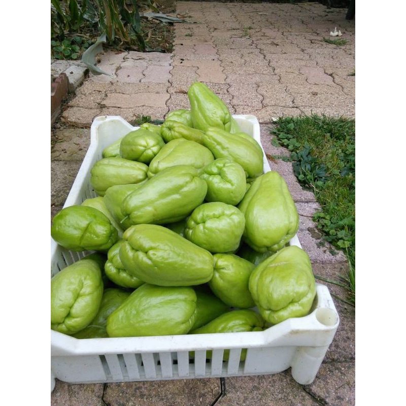 

Labu Siam FRESH BATAM