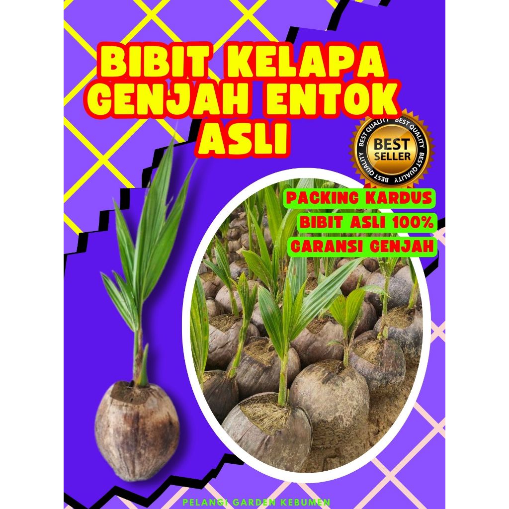 PALING DICARI.. Pohon Kelapa Kopyor Besar, Pohon Kelapa Kopyor Genjah, Pohon Kelapa Kopyor Genjah Pa