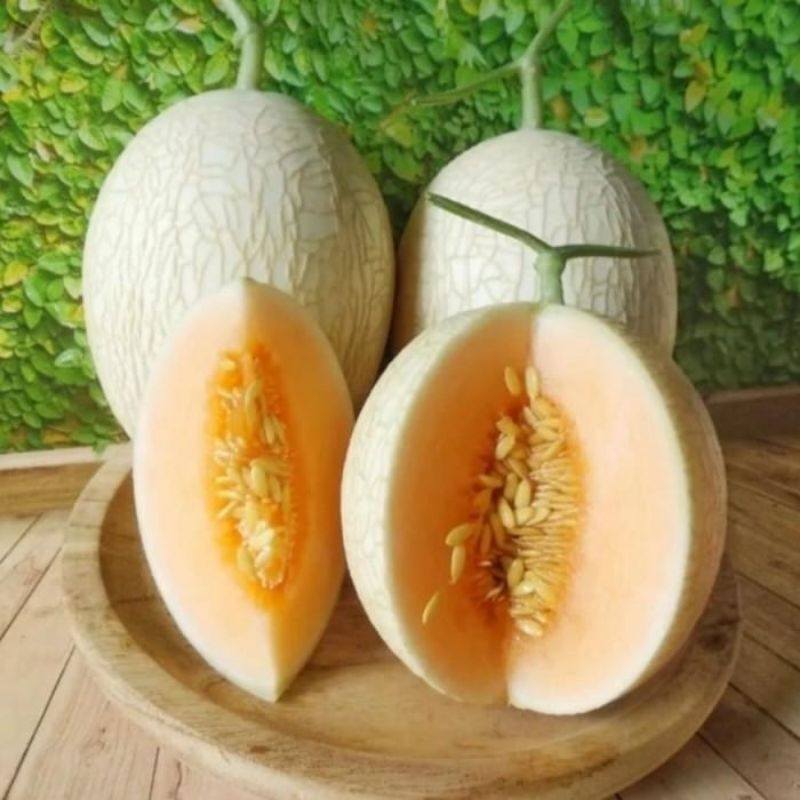 

MELON SWEETNET HIDROPONIK /MELON ORANGE