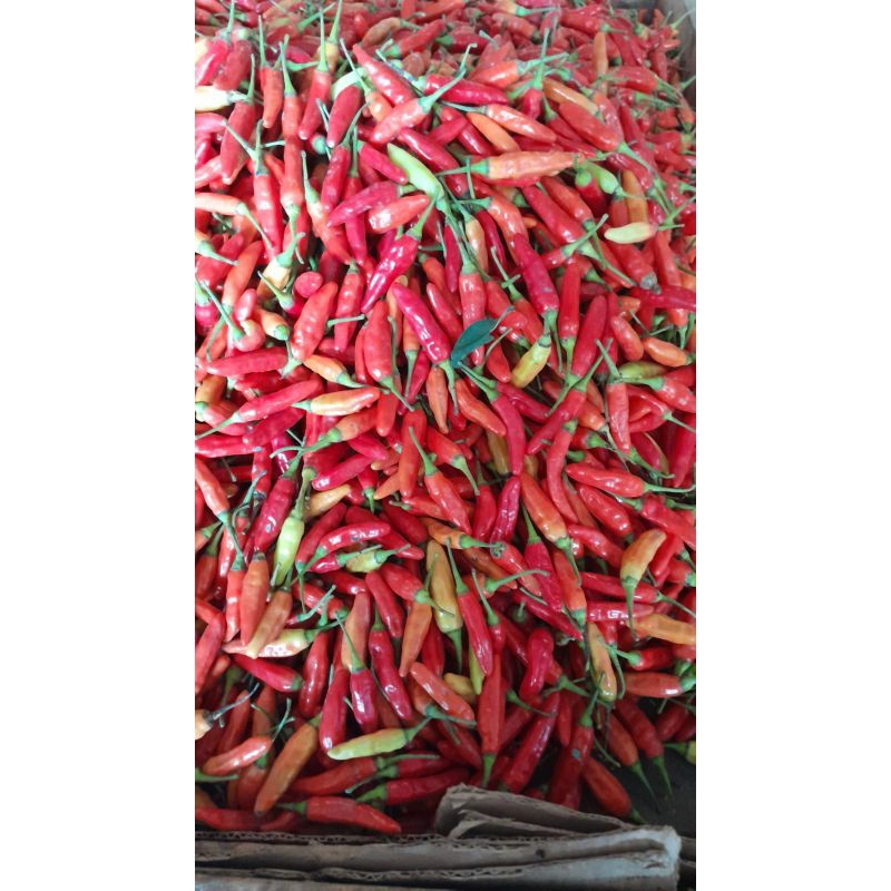 

cabai rawit domba segar cengek domba garut