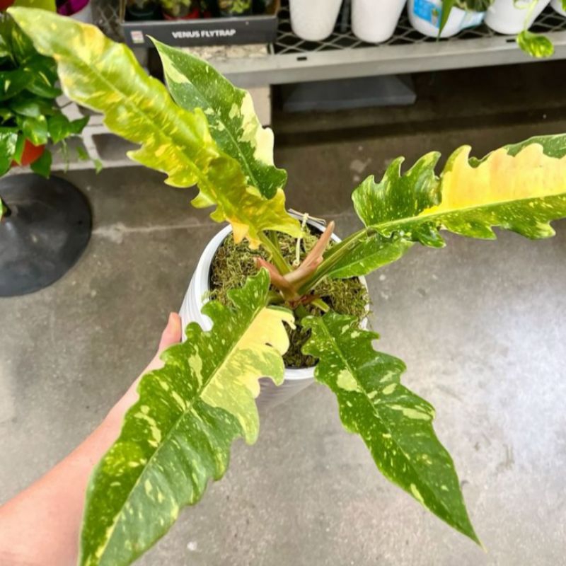 Philodendron  Ring Of Fire