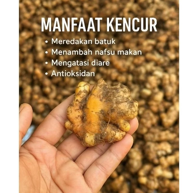 

Kencur Tua fresh Super Quality