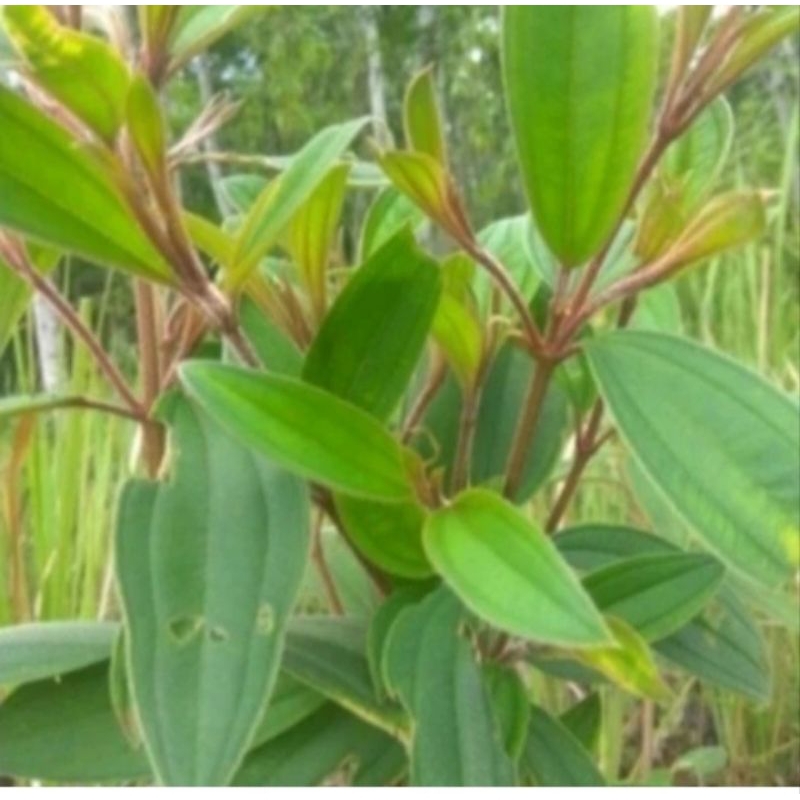 

Daun senduduk/senggani segar 300gr petik langsung