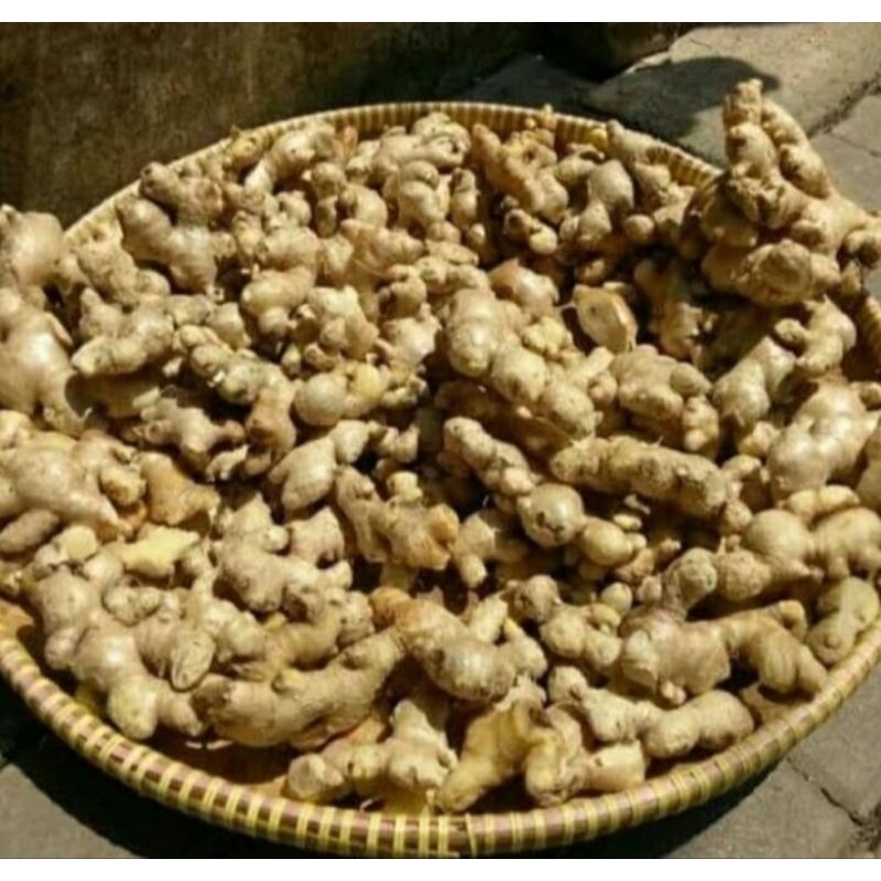 

jahe empret / jahe emprit segar