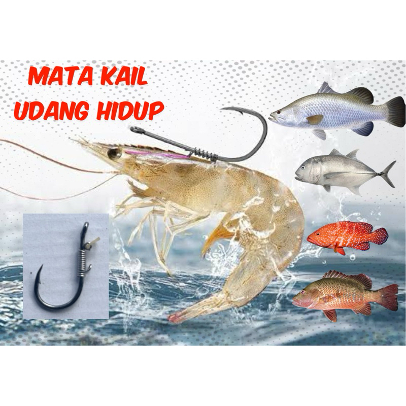 mata kail udang hidup untuk umpan udang hidup
