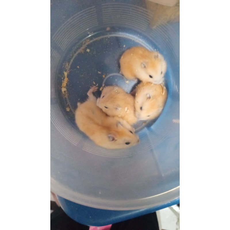 Hamster Winter White Golden