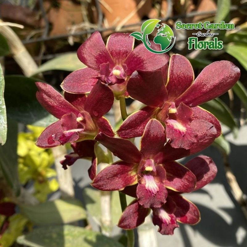 Anggrek Dendrobium - ( ID. Bertachong ) Remaja / Dewasa Spike Knop