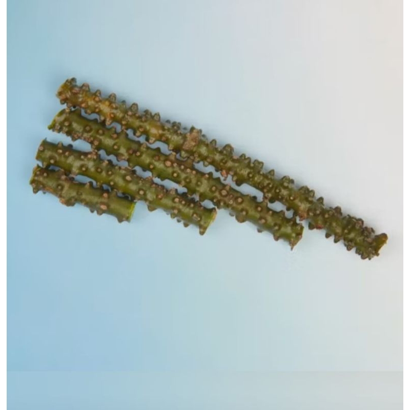 

jual Brotowali segar/patrawali 500gram